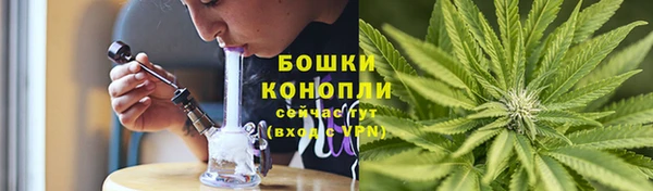 прущие грибы Алзамай